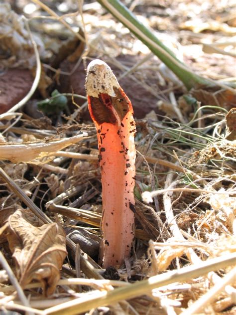 You can either get rid of the fungus affected mulch or, even if it's affected by a mushroom or two, it can be making mushroom compost is just like making regular compost at home. GAIA CREATIONS: Lantern Stinkhorn mushroom
