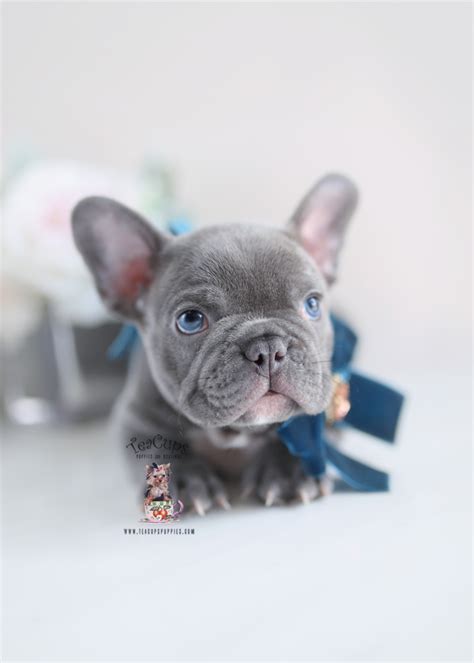 Blue French Bulldog 229 Teacup Puppies And Boutique