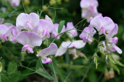 Pink Snow Peas Flowers Stock Photo Flowers Stock Photo Free Download