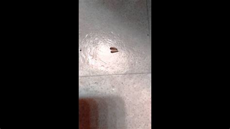 Moth Fly Larvae On Ceiling Shelly Lighting