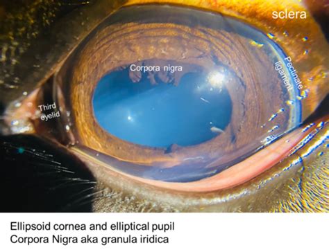 15 Equine Ophthalmic Exam Flashcards Quizlet