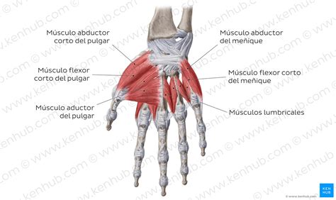 Mano Y Muñeca Huesos Músculos Arterias Y Nervios Kenhub