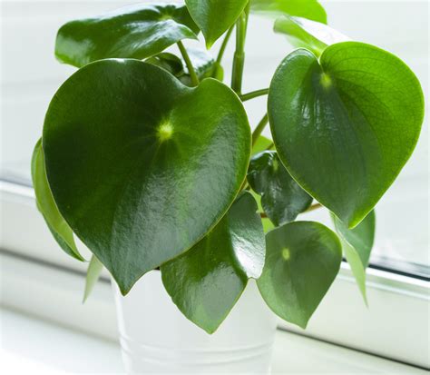 How Often To Water A Peperomia Plant Houseplant Resource Center