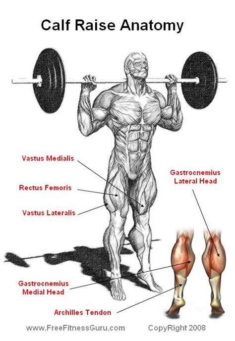 To return to its original position it needs an opposite (antagonist) muscle to pull in the opposite direction. FreeFitnessGuru - Calf Raise Anatomy