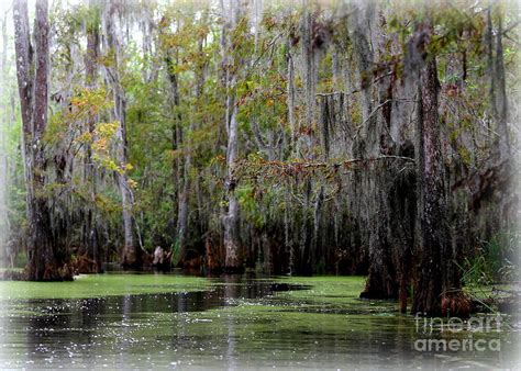 Beautiful Color In The Swamp Photograph By Carol Groenen Fine Art America