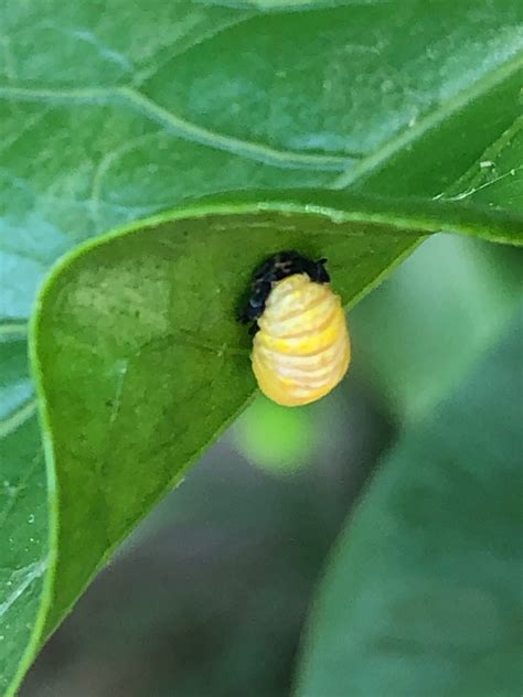 Weekly What Is It Ladybug Larvae Ufifas Extension Escambia County