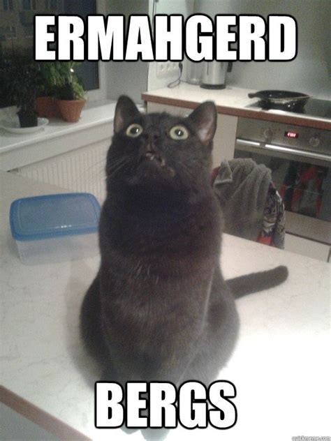 Ermahgerd Bergs Berks Cat Funny Cat Memes Funny Cats Funny Animals