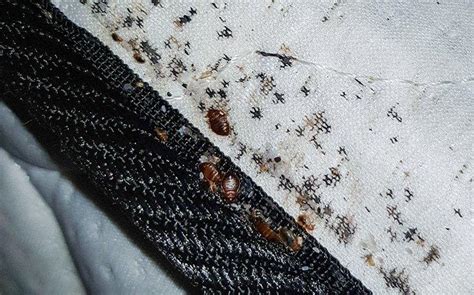 Are Bed Bugs In Yakima County Dangerous
