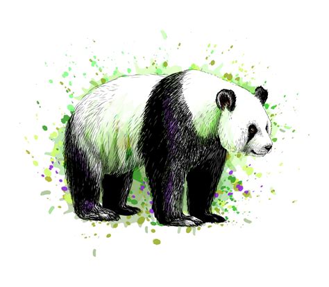 Portrait Of A Panda Bear From A Splash Of Watercolor Hand Drawn Sketch