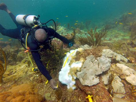 Coral Reefs And Cop 26 Coral Bleaching Alert In Tobago Ima