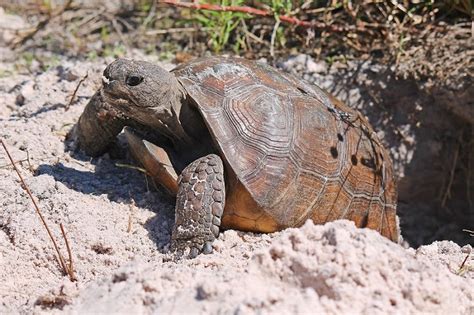 Fwc Updates To Permitting Guidelines Benefit Florida Gopher Tortoises