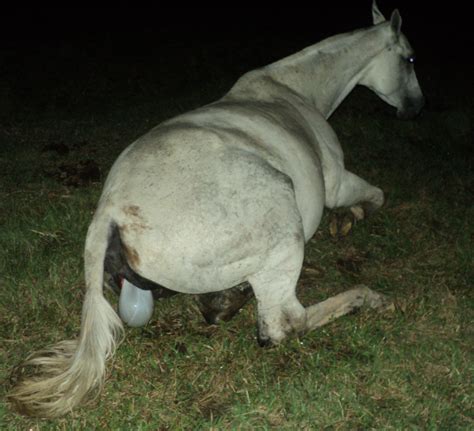 Manejo Reproductivo Equino El Parto En La Yegua