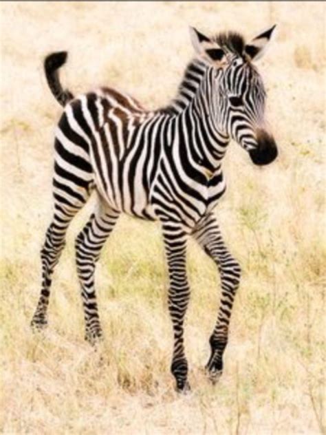 I Love Zebras So Much Cebras Animales Salvajes Bonitos Imagenes De