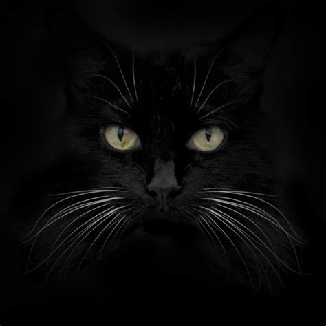 Black Cat Print Wall Art By Lori Hutchison