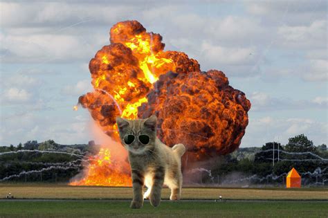 Pop singles chart and no. 20 Cats Walking Away From Explosions As a Parody To Cool ...