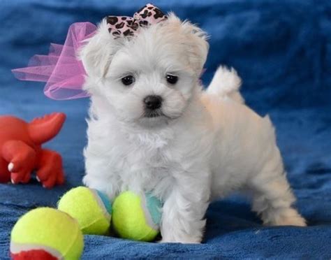 We are breeding high quality akc & ckc puppies that are healthy and very cute. Maltese Puppies For Sale | Austin, TX #295503 | Petzlover