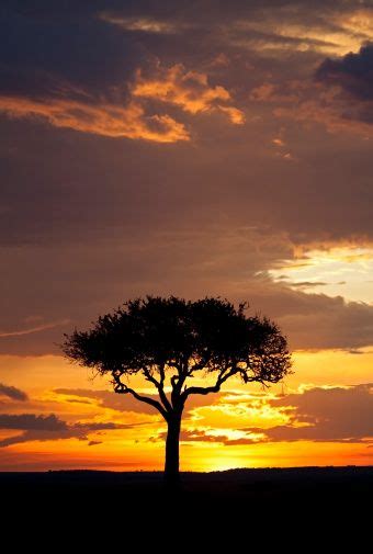 Acacia Tree Silhouette Against Dramatic Sunset Masai Mara National