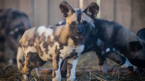 Zoo Introduces Endangered African Painted Dog Pups To Public