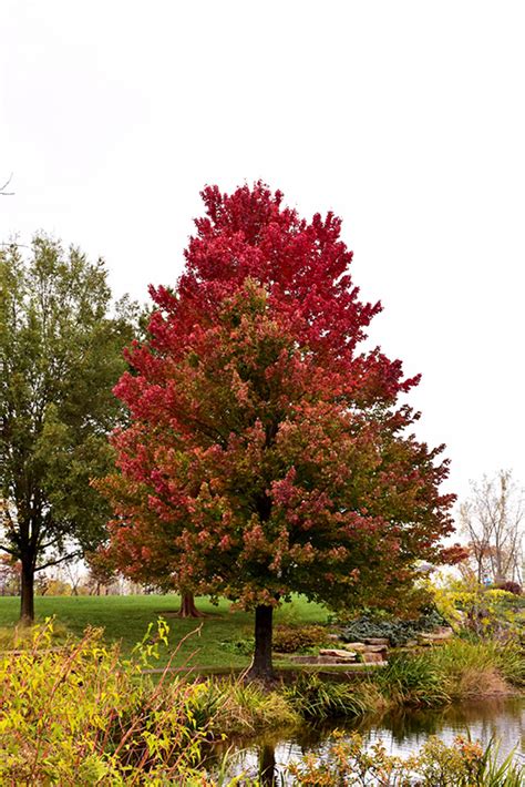 Red Sunset Red Maple Acer Rubrum Franksred In Tecumseh Ontario On