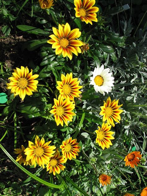 Same day delivery, low price guarantee.send flowers, baskets, funeral flowers & more. South Burlington, VT flowers-August | South Burlington ...