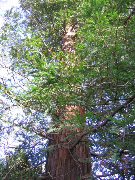 Pictures And Description Of Sequoia Sempervirens Martin Esveldnl