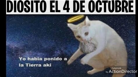 Memes Del Gato Blanco 1 Youtube