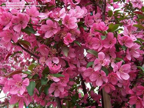 Plantfiles Pictures Flowering Crabapple Prairie Fire Malus By