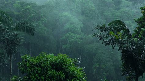 Heavy Rain Over Clouds Forest Stockvideoklipp Helt Royaltyfria