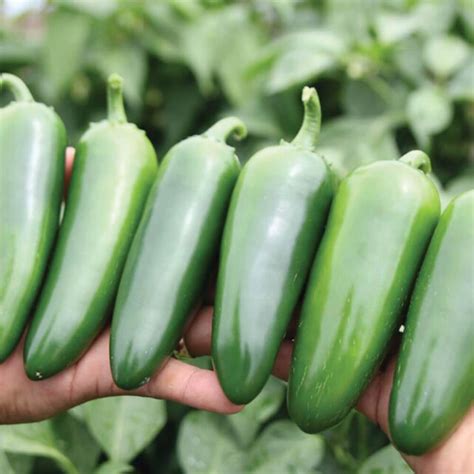 3 Extra Large Jalapeño Peppers Market Wagon Online Farmers Markets