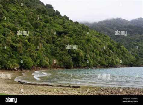 Ship Cove In Queen Charlotte Sound New Zealand Stock Photo Alamy