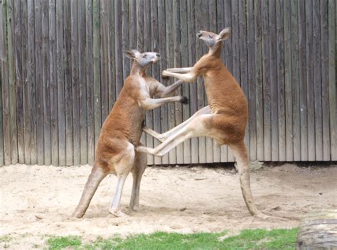 File Fighting Red Kangaroos 1 Wikipedia