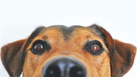 Eye Injuries In Pets Corneal Ulcers And Scratches Firstvet