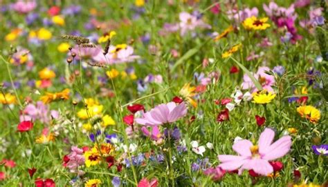 Springtime In The Great Smoky Mountain National Park