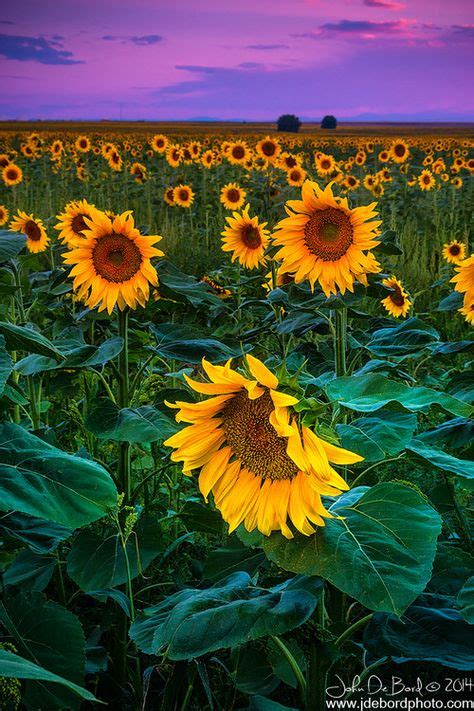 30 Sunflowerpaintings Ideas Sunflower Beautiful Flowers Flowers