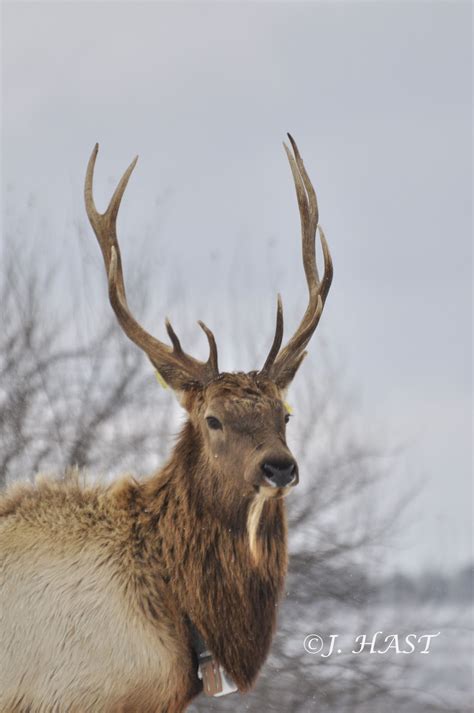 Hast Wildlife Adventures Kentucky Elk Research