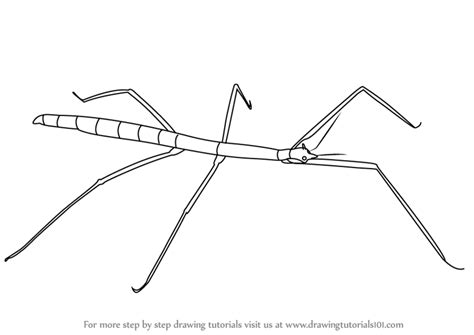 How To Draw A Stick Insect Insects Step By Step