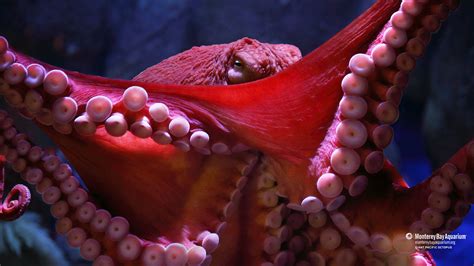 Giant Pacific Octopus Wallpaper From The Monterey Bay Aquarium