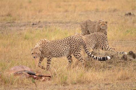 Cheating Cheetahs Seen Chasing Hyena Before Stealing Its Prey New