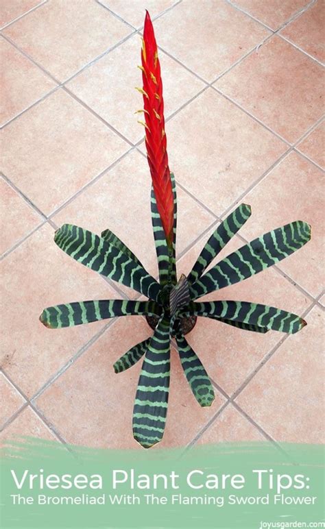 Vriesea Plant Care Tips Growing Flaming Sword Bromeliads