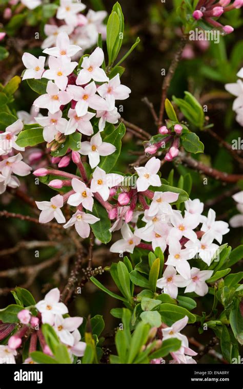 Fragrant Flowers Of The Evergreen Spring Flowering Shrub Daphne X
