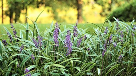 Monkey Grass Uses And How To Grow And Care For Liriope Hgtv
