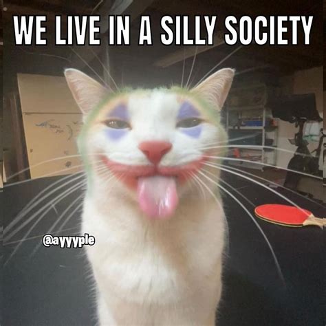 We Live In A Silly Society Silly Cats Know Your Meme