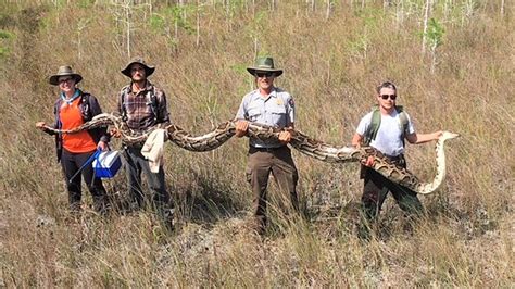 An Everglades Record Largest Female Python Captured In Big Cypress