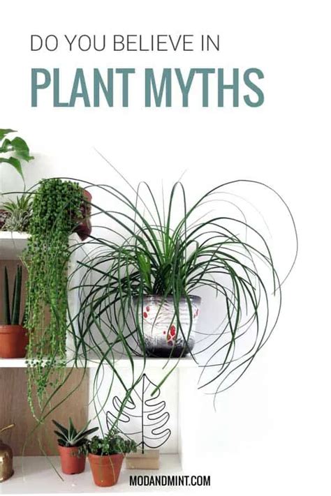 7 Common Plant Myths Demystified What You Need To Know