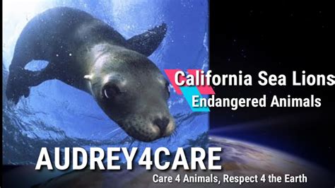 California Sea Lions Endangered Animals Best Environmetal Science
