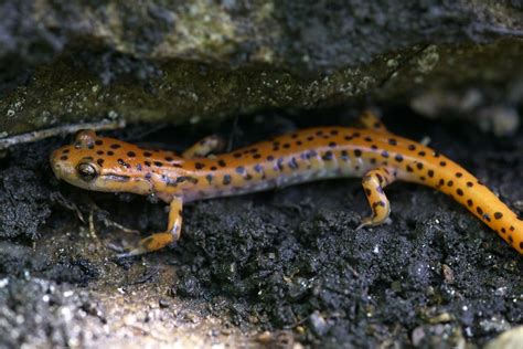Eurycea Lucifuga Cave Salamander Herps Of Arkansas