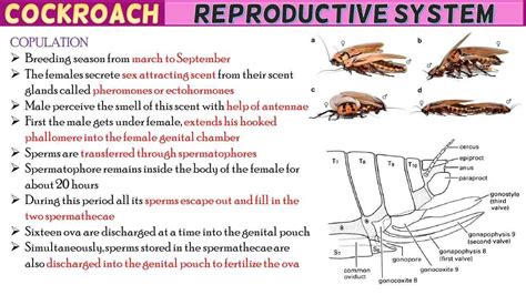 Cockroach Reproductive System Short Notes Free Biology Notes Rajus Biology