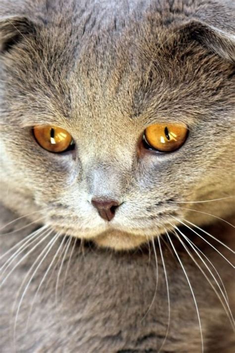 17 Best Images About Kitty Grey And Burmese On Pinterest