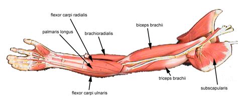 Lower Arm Muscles Diagram Probes A Helpful Way To Learn Anatomy Is