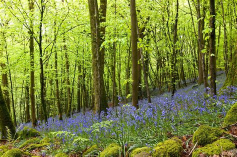 Bluebells in Bargain Wood I, Llandogo, Monmouthshire | Bluebells, Image
